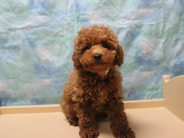 Poodle-DOG-Female-Red-25519-Petland Racine, Wisconsin