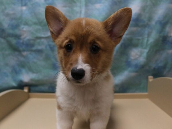 Pembroke Welsh Corgi-DOG-Female-Red / White-25514-Petland Racine, Wisconsin