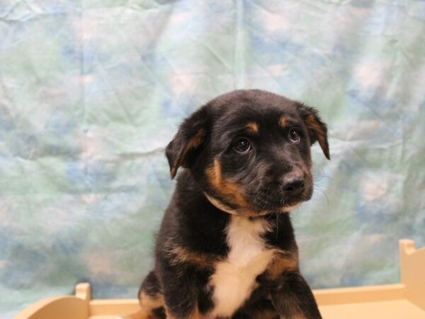 Australian Shepherd/Siberian Husky-DOG-Female-Tri-Colored-25509-Petland Racine, Wisconsin