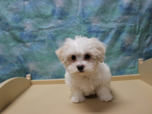 Coton De Tulear-DOG-Female-White-25513-Petland Racine, Wisconsin