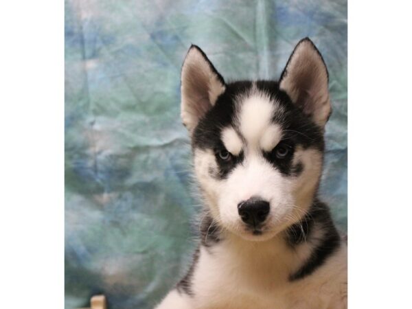 Siberian Husky-DOG-Male-Black / White-25518-Petland Racine, Wisconsin