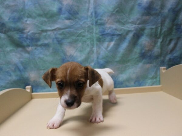 Jack Russell Terrier DOG Female Brown/White 25521 Petland Racine, Wisconsin