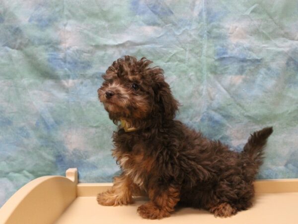 Poovanese-DOG-Female-C/T-25529-Petland Racine, Wisconsin