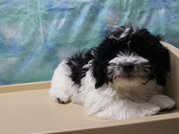 Coton De Tulear DOG Male Black / White 25512 Petland Racine, Wisconsin