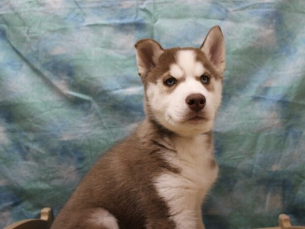Siberian Husky-DOG-Male-Red / White-25553-Petland Racine, Wisconsin