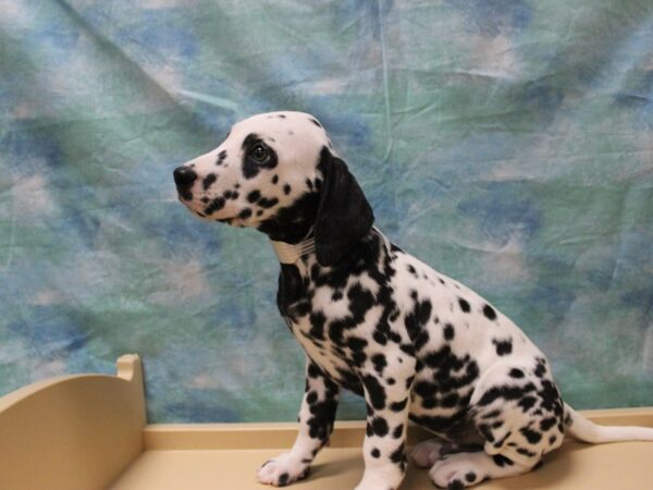 Dalmatian DOG Male White / Black 25545 Petland Racine, Wisconsin