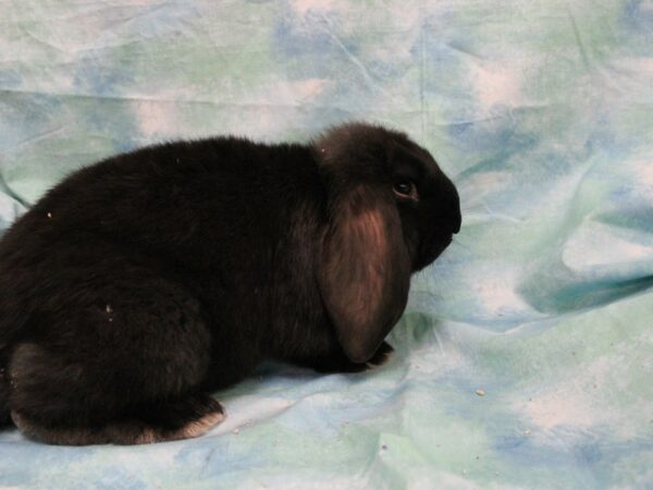 French Lop-RABBIT-Male--25541-Petland Racine, Wisconsin