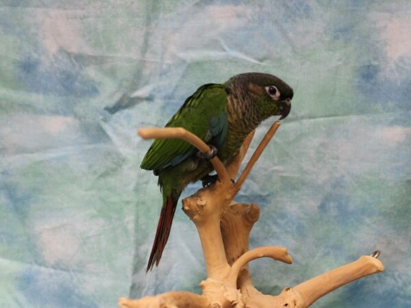 Green Cheek Conure BIRD 25531 Petland Racine, Wisconsin