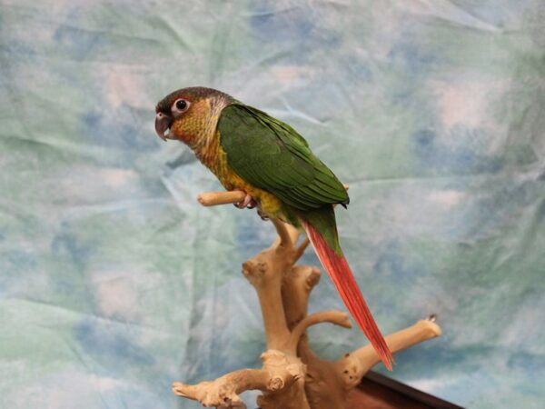 Yellow Sided Green Cheek Conure-BIRD---25532-Petland Racine, Wisconsin