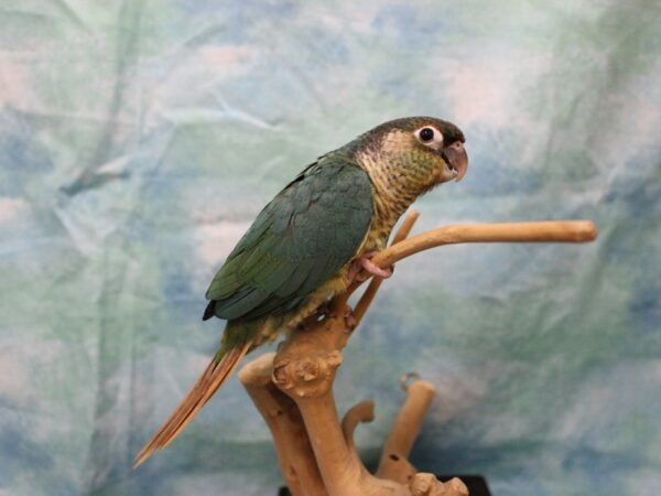 Yellow Sided Turquoise Green Cheek Conure-BIRD---25533-Petland Racine, Wisconsin