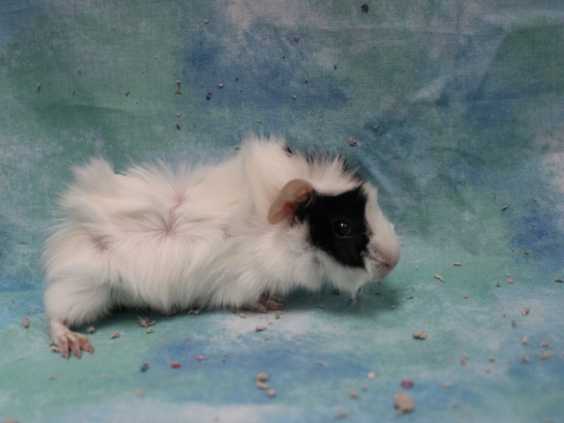 Abyssinian Guinea Pig