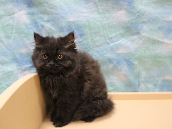 Persian CAT Male Black 25547 Petland Racine, Wisconsin