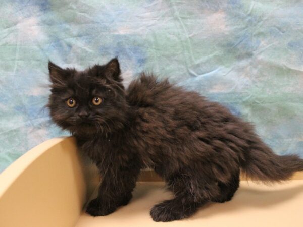 Persian CAT Female Black 25550 Petland Racine, Wisconsin