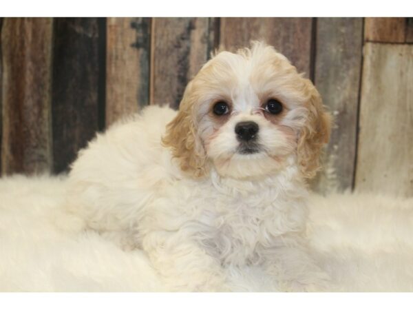 English Toy/ Bichon Frise-DOG-Female-Cream / White-16185-Petland Racine, Wisconsin