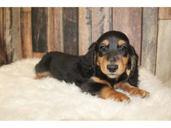 Dachshund-DOG-Male-Black / Tan-16186-Petland Racine, Wisconsin