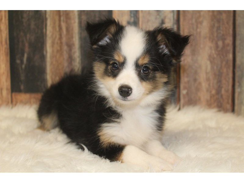 Australian Shepherd