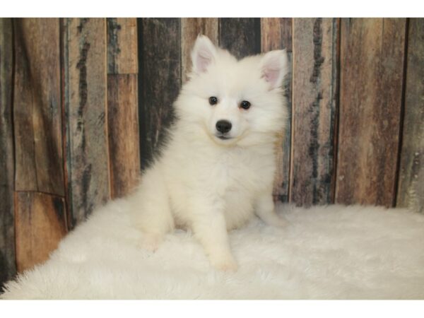 American Eskimo Dog-DOG-Female-White-16188-Petland Racine, Wisconsin