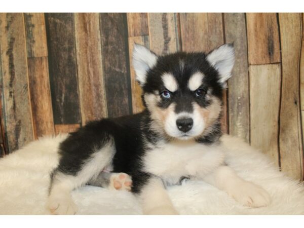 Siberian Husky-DOG-Male-black&white-16192-Petland Racine, Wisconsin