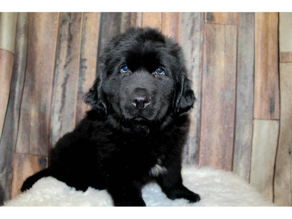 Newfoundland DOG Male Black 16193 Petland Racine, Wisconsin