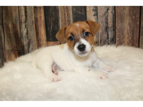 Jack Russel Terrier-DOG-Male-Brown/White-16194-Petland Racine, Wisconsin