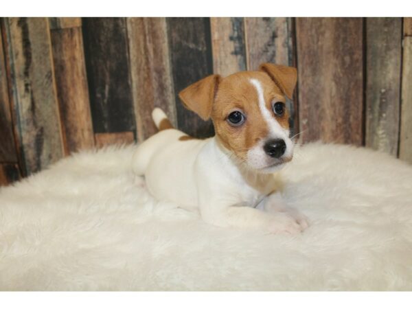 Jack Russell Terrier DOG Female Brown/White 16195 Petland Racine, Wisconsin