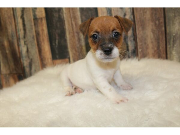 Jack Russell Terrier-DOG-Female-Brown/White-16196-Petland Racine, Wisconsin