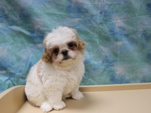 Bichon Frise/English Toy Spaniel-DOG-Male-Cream / White-25542-Petland Racine, Wisconsin