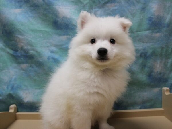 American Eskimo Dog-DOG-Male-White-25551-Petland Racine, Wisconsin