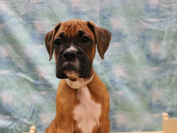 Boxer DOG Male Fawn 25552 Petland Racine, Wisconsin