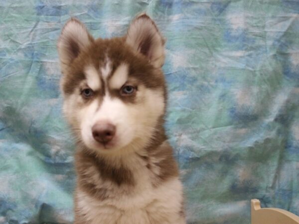 Siberian Husky-DOG-Male-red&white-25554-Petland Racine, Wisconsin