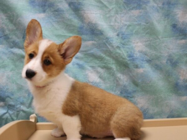 Pembroke Welsh Corgi-DOG-Female-Red / White-25548-Petland Racine, Wisconsin