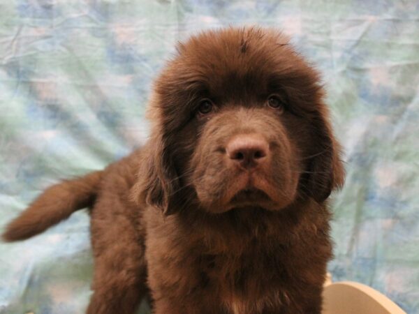 Newfoundland DOG Female RD 25555 Petland Racine, Wisconsin