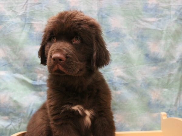 Newfoundland DOG Male red 25556 Petland Racine, Wisconsin