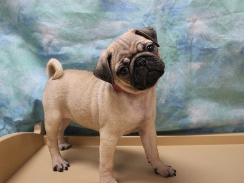 Pug