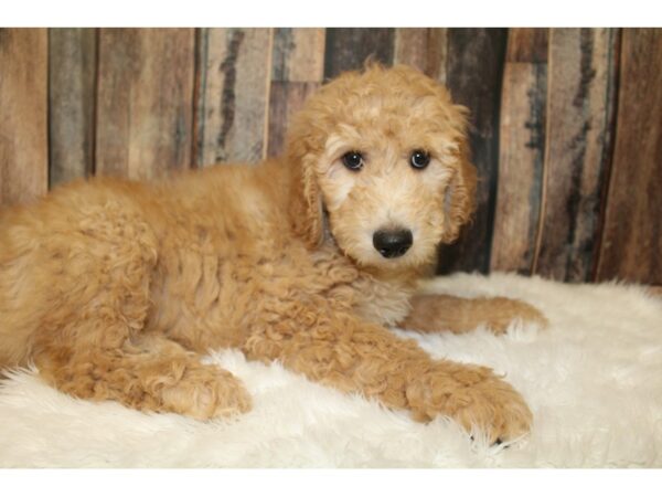 Goldendoodle 2nd Gen-DOG-Male-Cream-16204-Petland Racine, Wisconsin