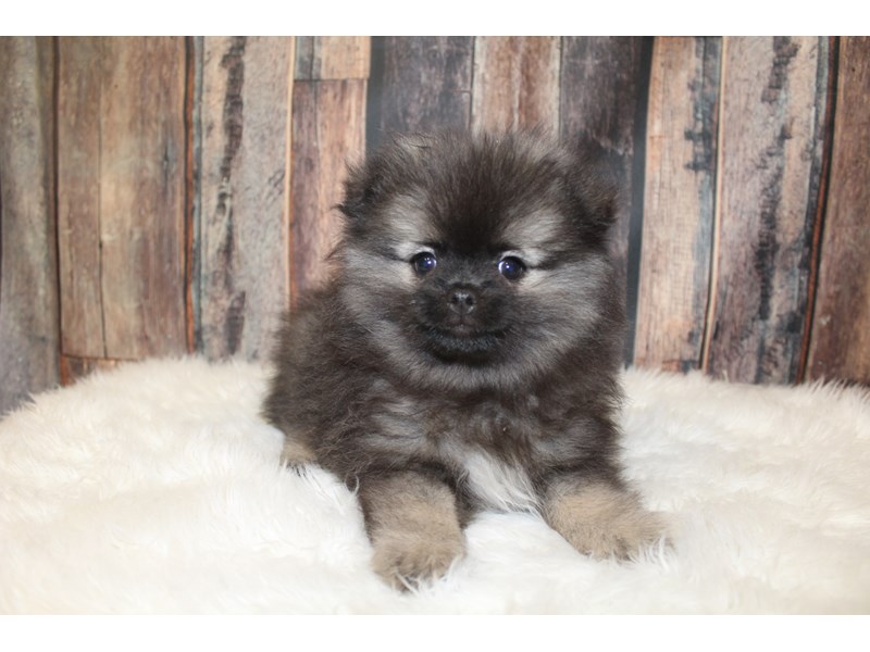 Pomeranian