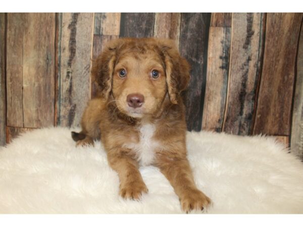 Goldendoodle Mini 2nd Gen-DOG-Male-Chocolate-16207-Petland Racine, Wisconsin