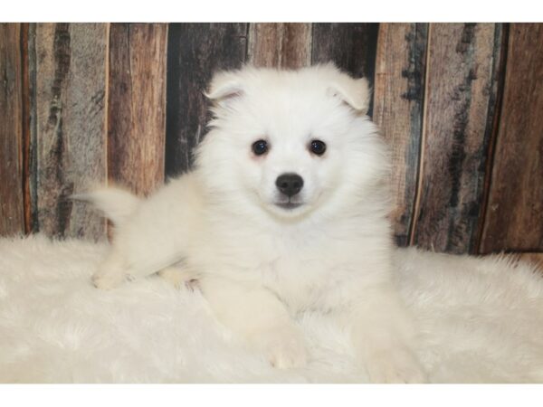 American Eskimo Dog-DOG-Female-White-16208-Petland Racine, Wisconsin