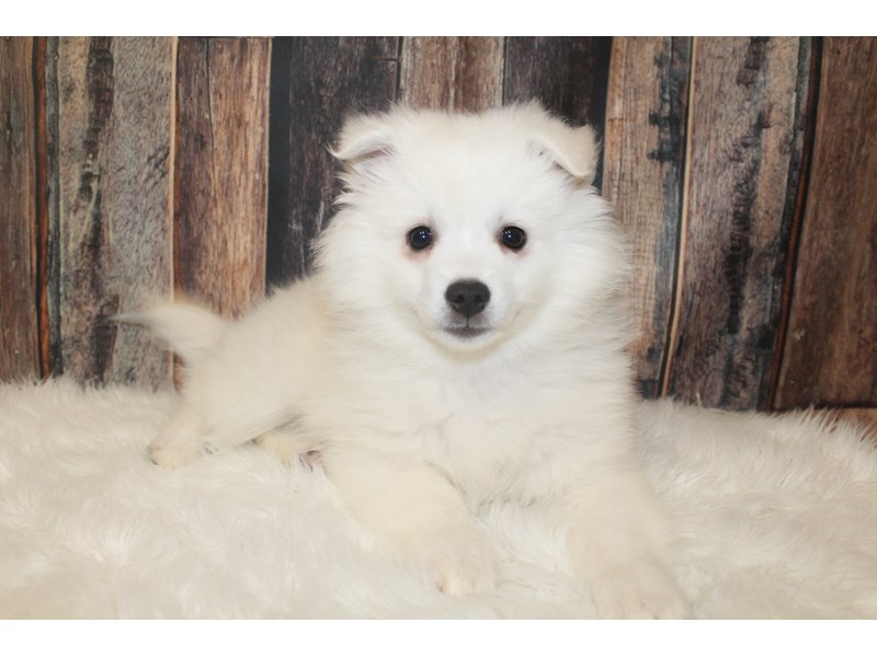American Eskimo Dog