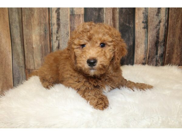 Goldendoodle Mini 2nd Gen-DOG-Male-Apricot-16209-Petland Racine, Wisconsin