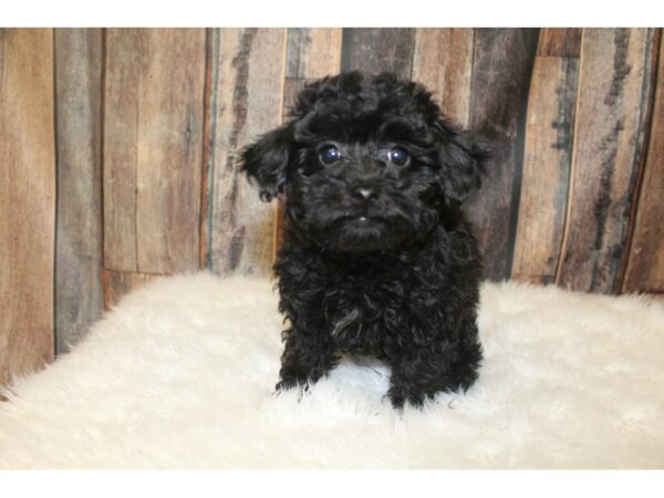 Poodle-DOG-Female-Black-16211-Petland Racine, Wisconsin