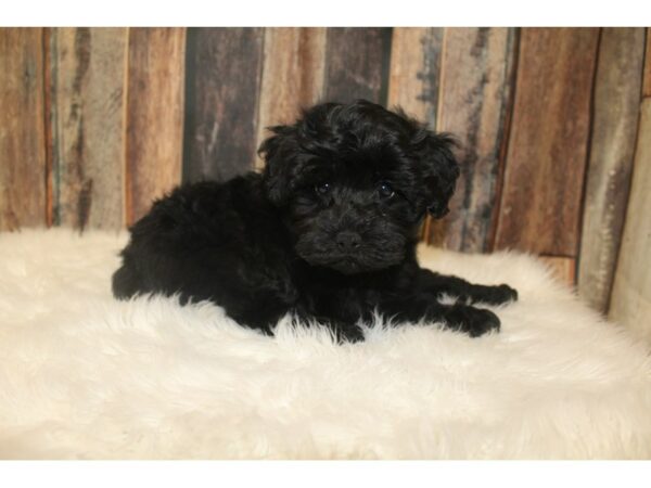 Schnoodle-DOG-Female-Black-16214-Petland Racine, Wisconsin