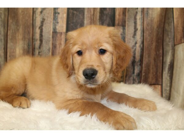 Golden Retriever-DOG-Male-Cream-16215-Petland Racine, Wisconsin