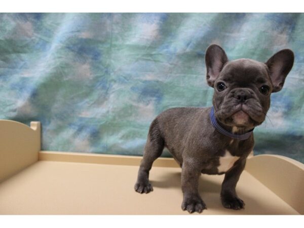 French Bulldog-DOG-Male-Blue-25577-Petland Racine, Wisconsin