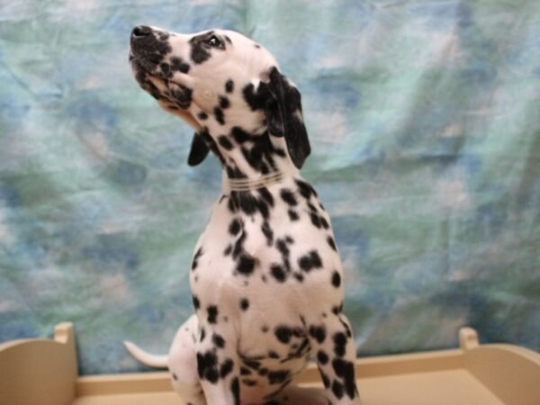 Dalmatian DOG Male White / Black 25567 Petland Racine, Wisconsin