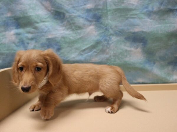 Dachshund-DOG-Male-Red-25571-Petland Racine, Wisconsin