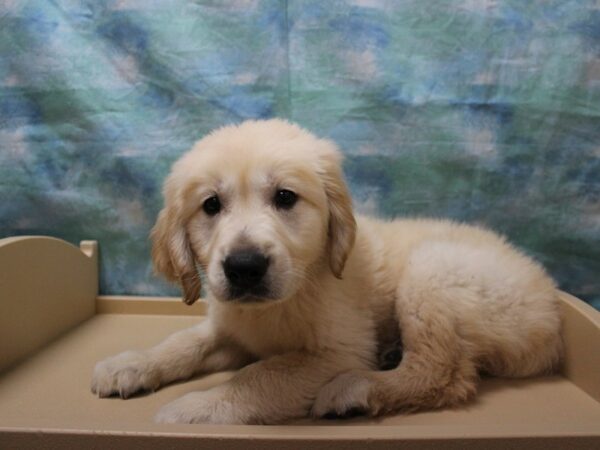 Golden Retriever-DOG-Male-LT GOLDEN-25586-Petland Racine, Wisconsin