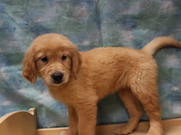 Golden Retriever-DOG-Female-LT GOLDEN-25587-Petland Racine, Wisconsin