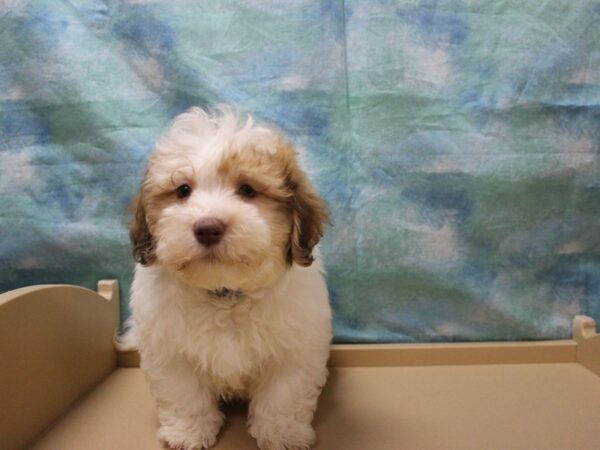 Havanese-DOG-Male-White / Chocolate-25563-Petland Racine, Wisconsin