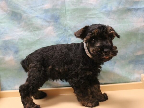 Miniature Schnauzer-DOG-Male-Black / Tan-25569-Petland Racine, Wisconsin